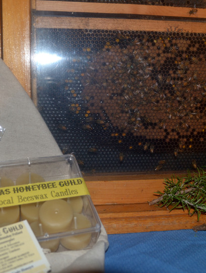Texas Honeybee Guild brought some honeybees.